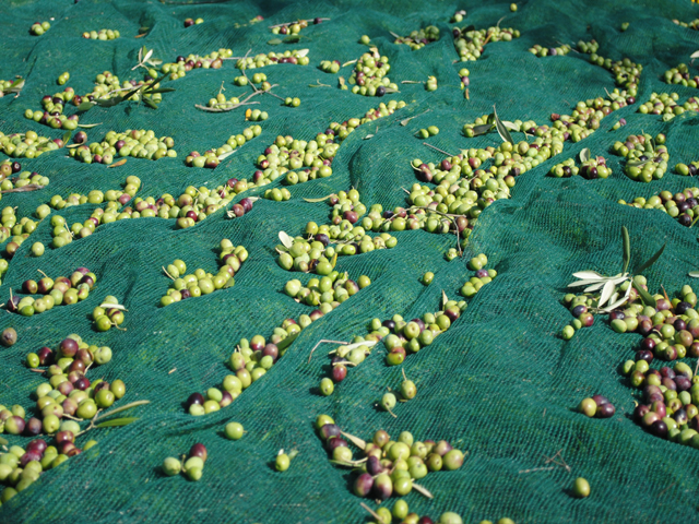 Extra - Vedema Net - Crete Olives